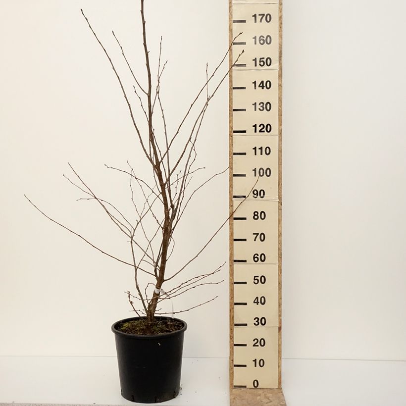 Example of Cerisier du Japon - Prunus Accolade Pot de 18L/20L, Demi-Tige, 1/2 tige as you get in hiver