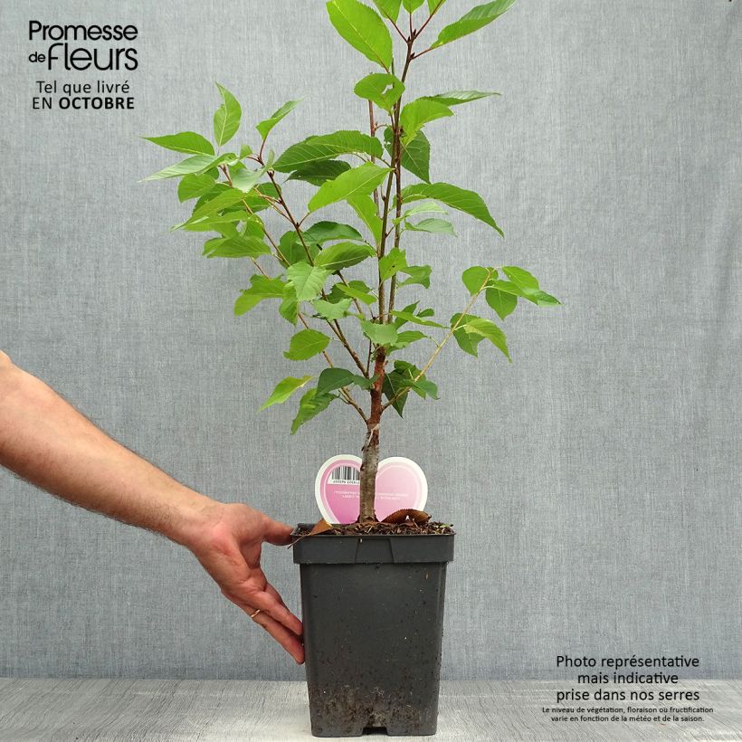Spécimen de Cerisier à fleurs du Japon - Prunus serrulata Kanzan Pot de 4L/5L, Buisson tel que livré en automne