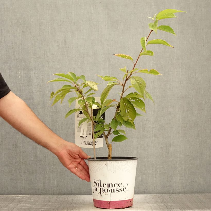Spécimen de Cerisier à fleurs du Japon - Prunus serrulata Kanzan Pot de 4L/5L, Buisson, Touffe tel que livré en été