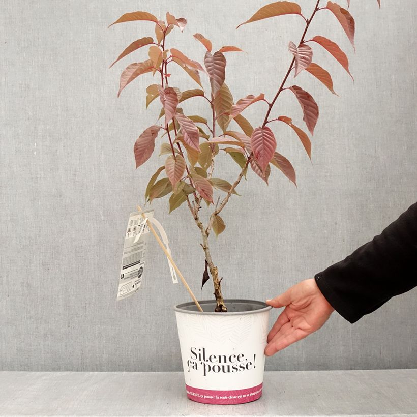 Spécimen de Cerisier du Japon - Prunus serrulata Royal Burgundy Pot de 4L/5L tel que livré en automne