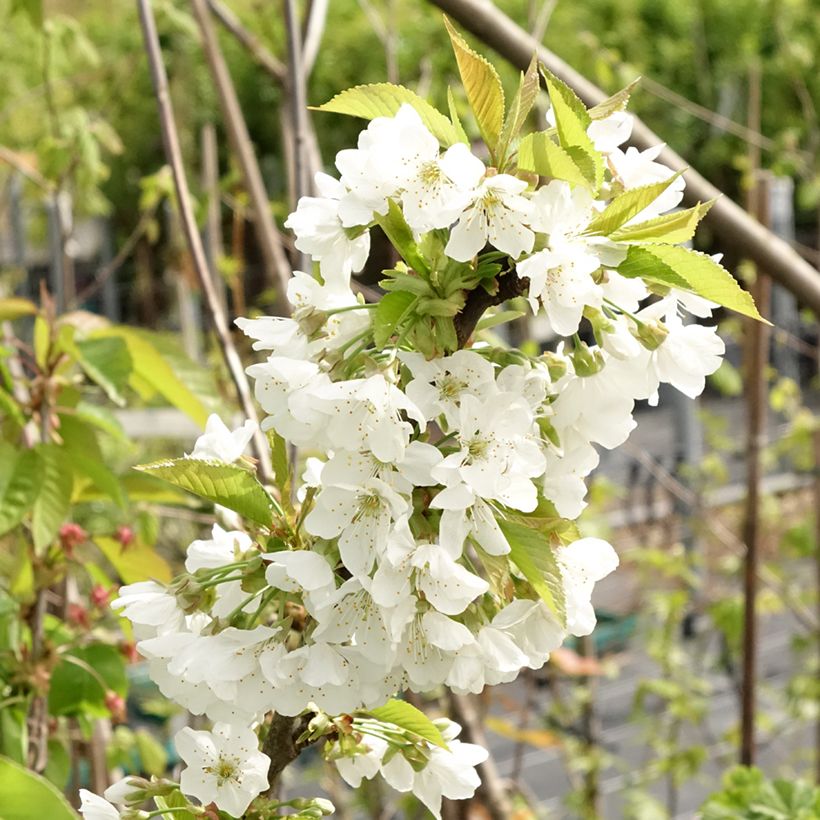 Cerisier Early Rivers (Flowering)