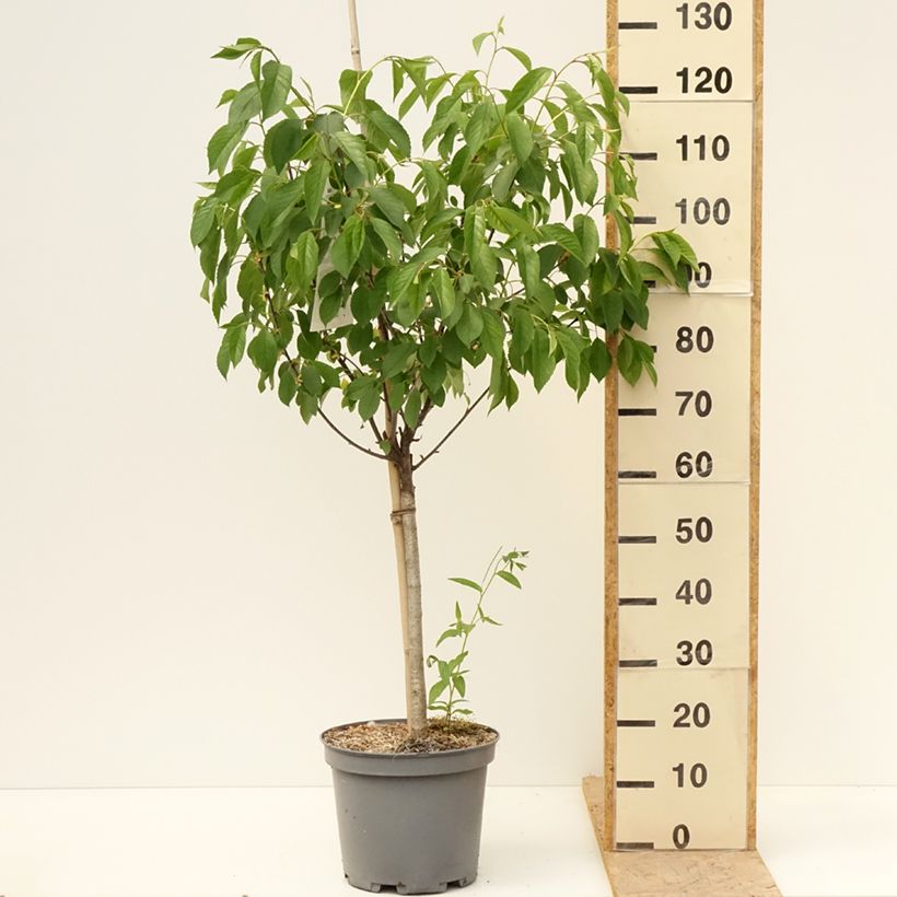 Example of Cerisier Griottier Griotte de Montmorency Pot de 7,5L/10L, Gobelet as you get in printemps