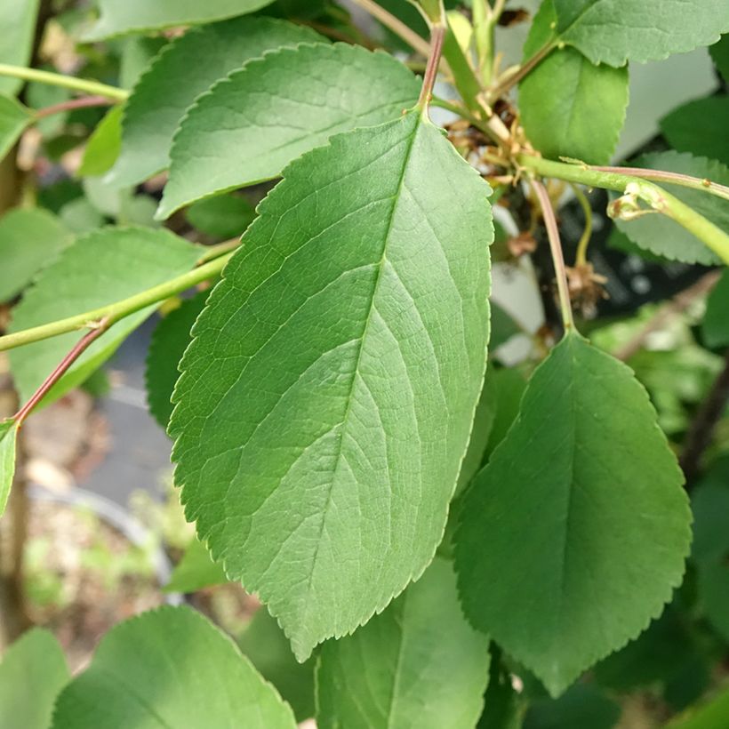 Cerisier Griottier Griotte de Montmorency (Foliage)
