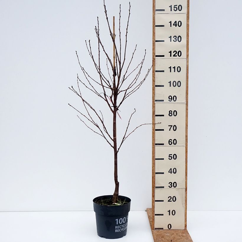 Spécimen de Cerisier Griottier Kelleriis 16 ou Morellenfeuer Bio Pot de 4L/5L, 1/4 de tige tel que livré en automne