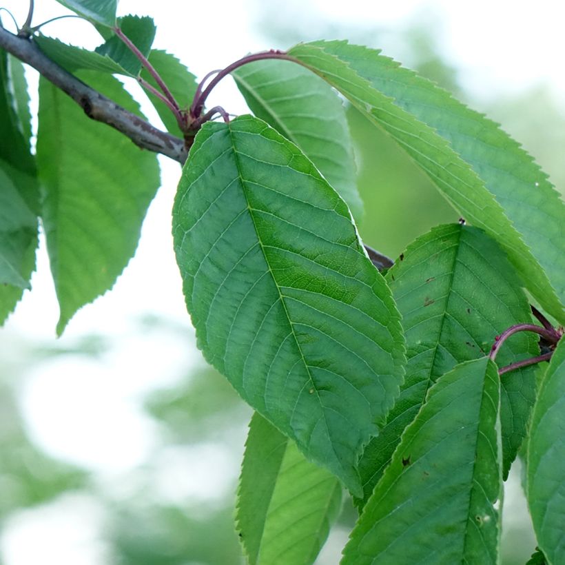 Cerisier Kordia - Prunus avium (Feuillage)
