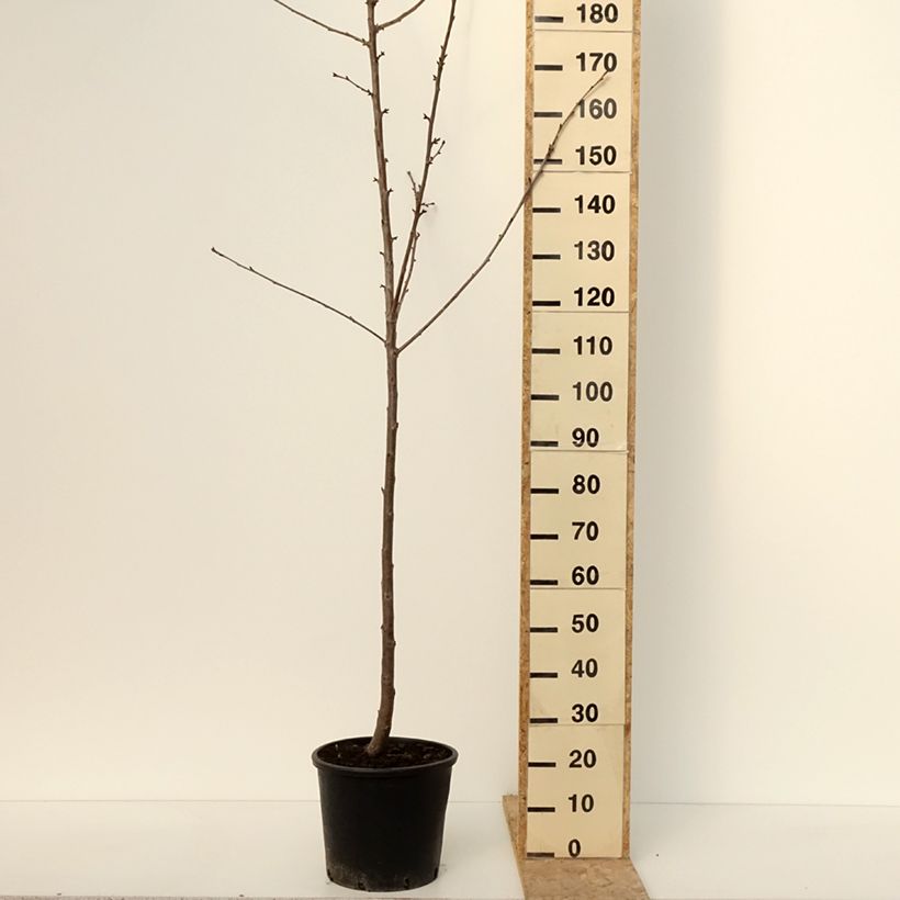 Spécimen de Cerisier Kordia - Prunus avium Pot de 20L/25L, Demi-Tige tel que livré en hiver