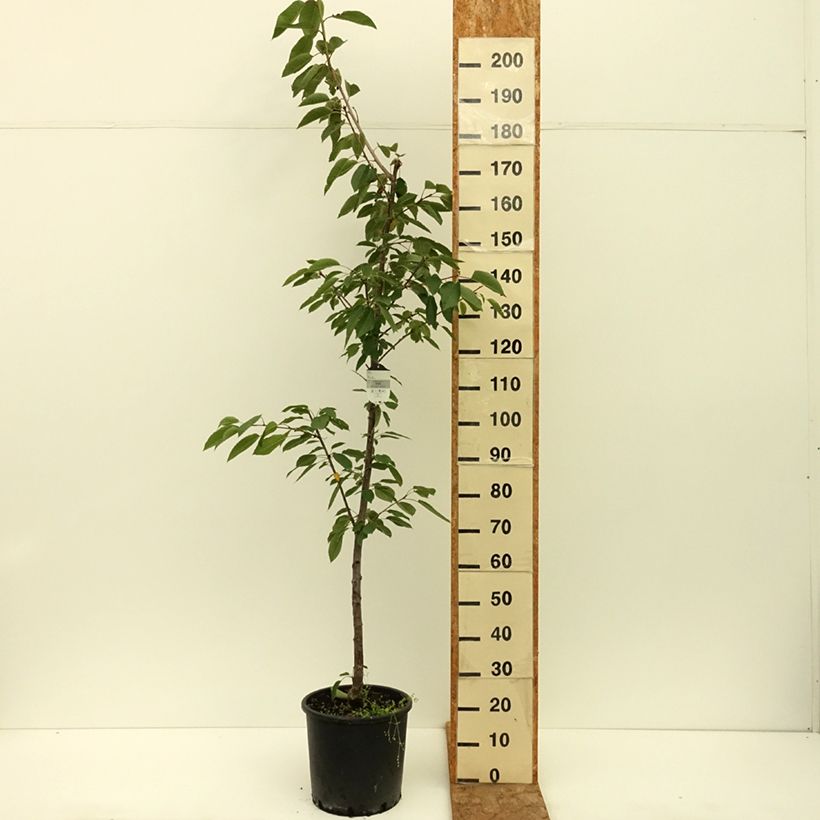 Spécimen de Cerisier Kordia - Prunus avium Pot de 20L/25L, Demi-Tige tel que livré en été