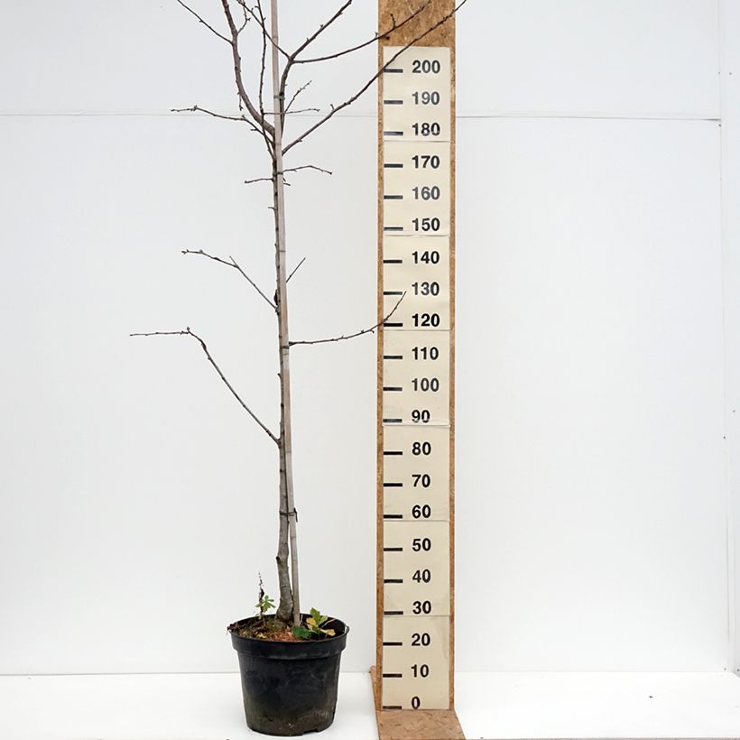 Spécimen de Cerisier Kunzego ou Kunzes Kirche - Prunus avium  Pot de 20L/25L, Demi-Tige tel que livré en automne