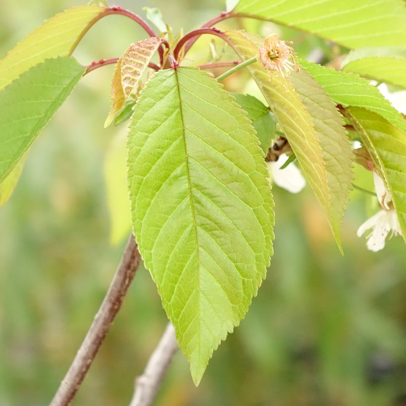Cerisier Kunzego ou Kunzes Kirche - Prunus avium  (Feuillage)
