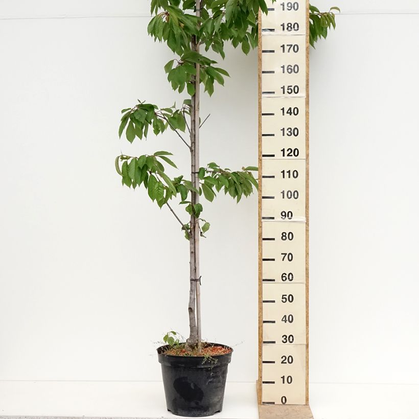 Spécimen de Cerisier Kunzego ou Kunzes Kirche - Prunus avium  Pot de 20L/25L, Demi-Tige tel que livré au printemps