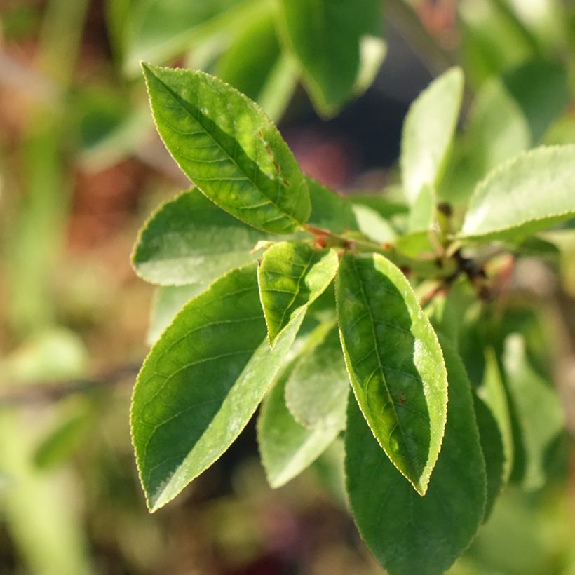 Cerisier nain Carmine Jewel - Griottier (Feuillage)