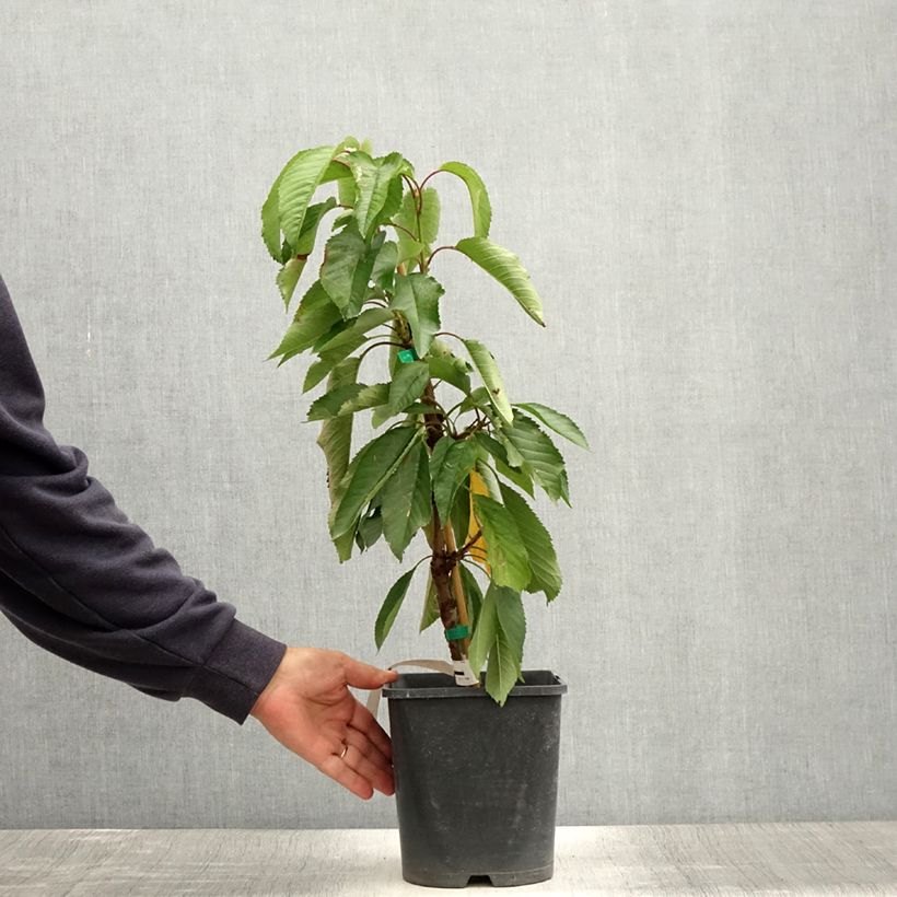Spécimen de Cerisier nain Fruit Me Cherry Me Burlat Pot de 4L/5L, Nain tel que livré en été