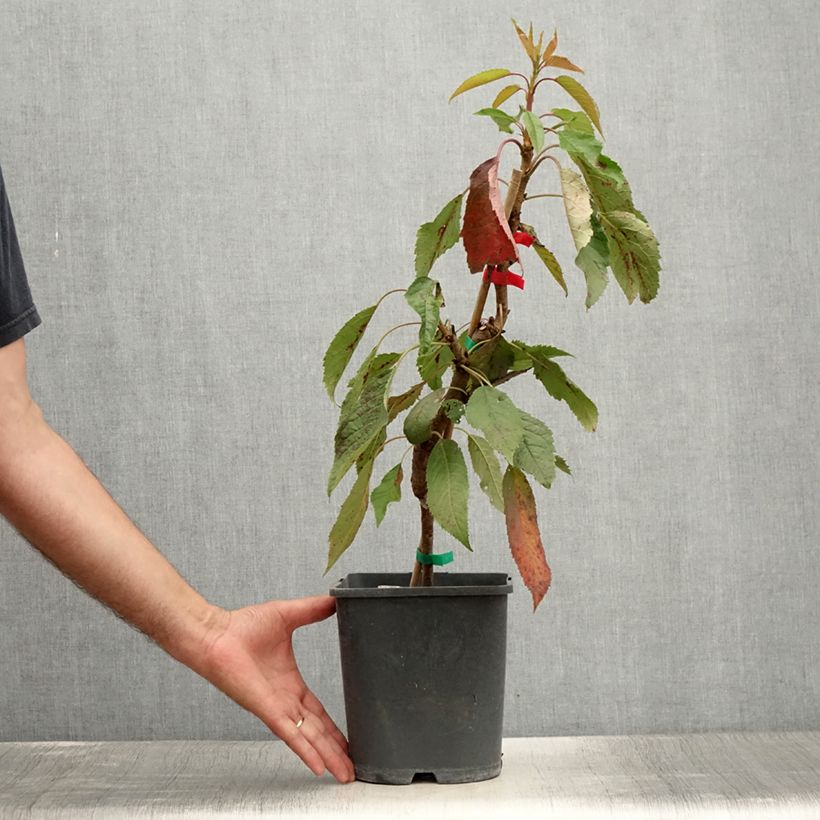 Spécimen de Cerisier nain Fruit me Cherry Me Lapins Pot de 4L/5L, Nain tel que livré en été