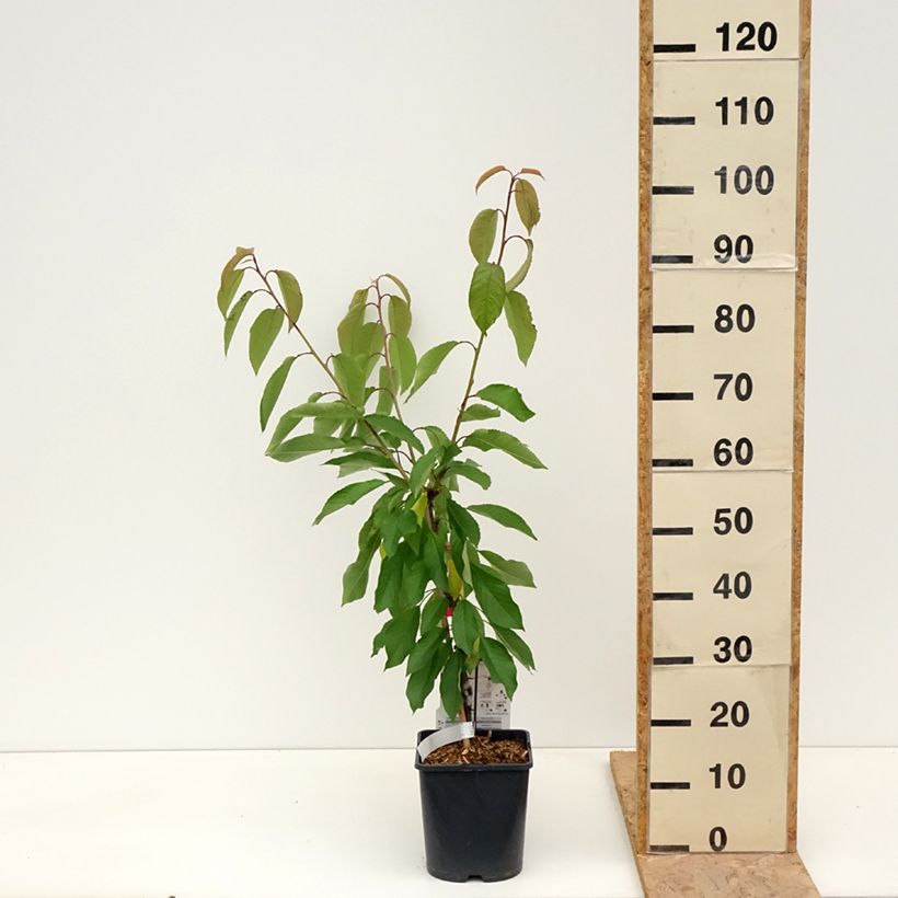 Example of Cerisier nain Fruit me Cherry Me Lapins Pot de 4L/5L, Nain as you get in printemps