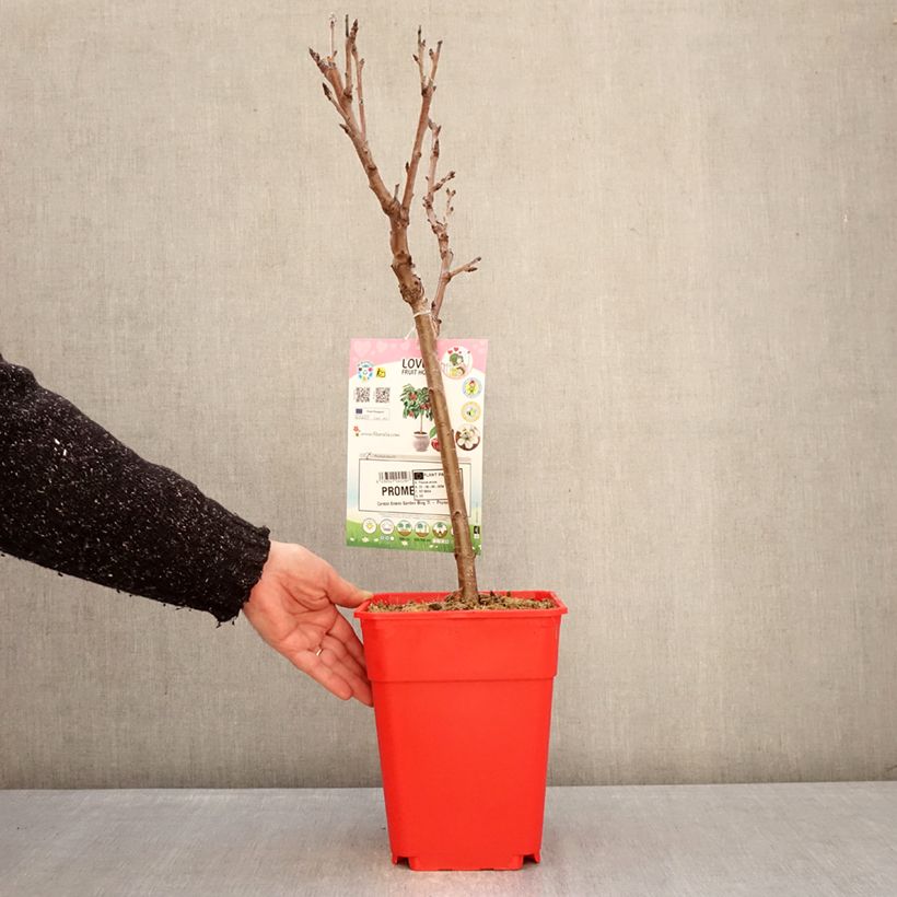 Spécimen de Cerisier nain Garden Bing Pot de 6L/7L, 1/4 de tige, Tige de 40 cm tel que livré en hiver