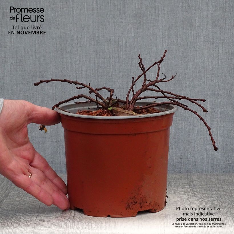 Spécimen de Cerisier nain rampant - Prunus pumila Depressa Pot de 2L/3L tel que livré en automne
