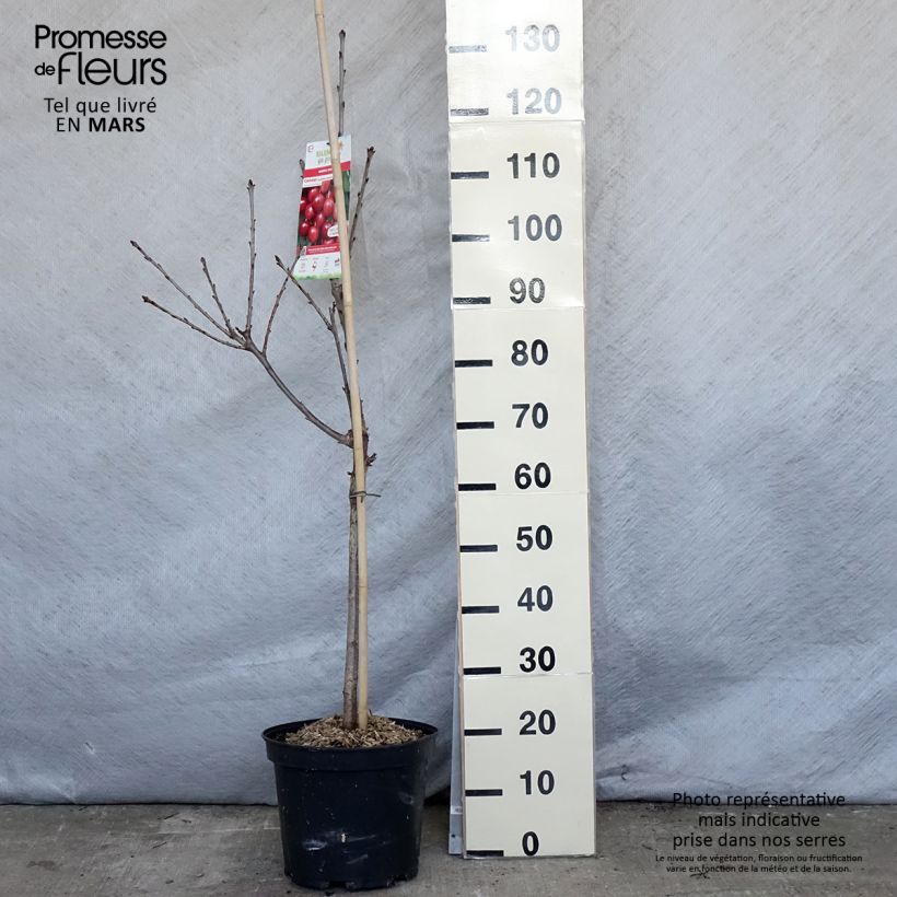 Example of Cerisier Rainier - Prunus cerasus Pot de 7,5L/10L, Gobelet as you get in printemps