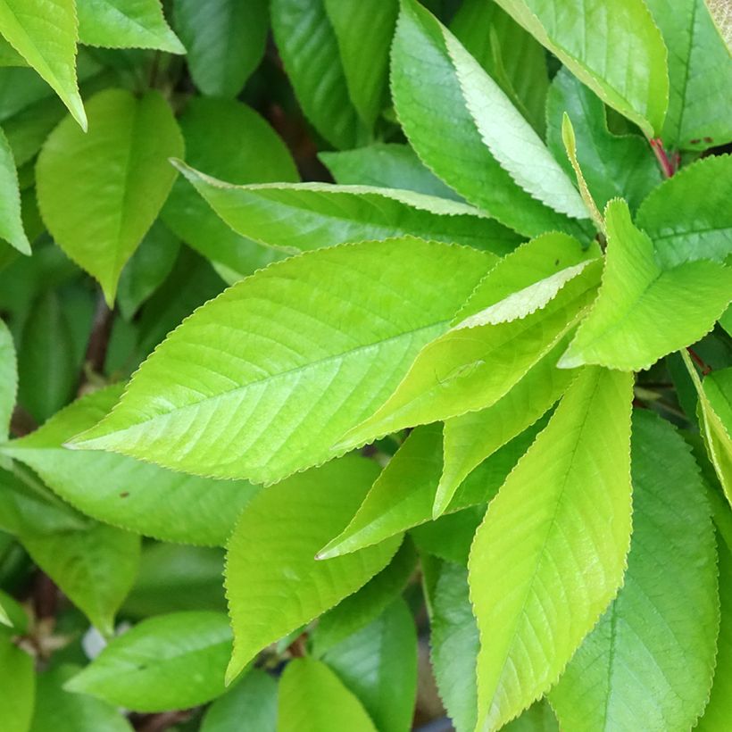 Cerisier Rainier - Prunus cerasus (Foliage)