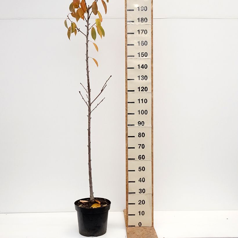 Spécimen de Cerisier Regina - Prunus avium Pot de 20L/25L, Demi-Tige tel que livré en automne