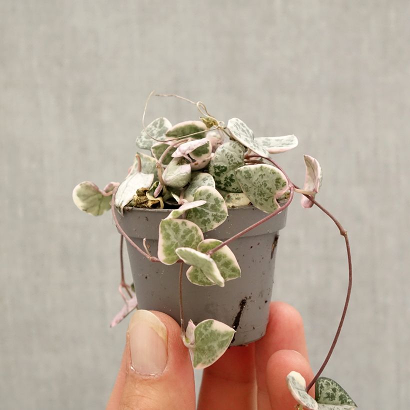 Example of Ceropegia woodii Variegata - Chaîne des coeurs Mini-plante as you get in automne