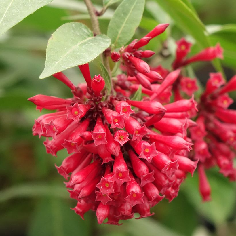 Cestrum elegans (purpureum) Rubrum  (Floraison)