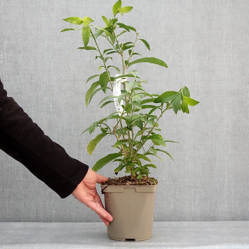 Example of Cestrum nocturnum - Galant de nuit, Cestreau nocturne Pot de 3L/4L as you get in hiver