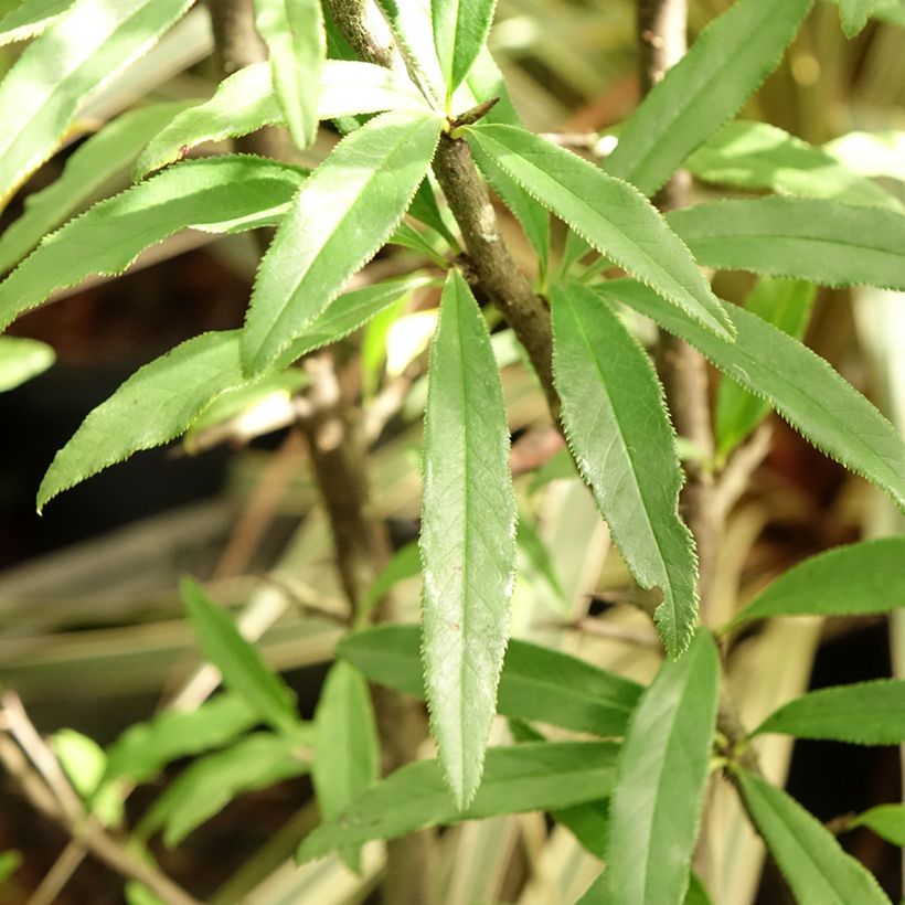 Chaenomeles cathayensis - Cognassier de Cathay (Foliage)
