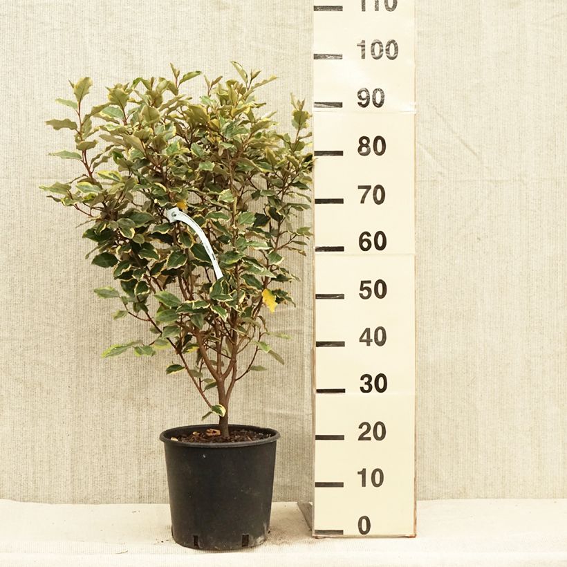 Example of Elaeagnus x ebbingei Viveleg - Chalef Pot de 7,5L/10L as you get in printemps