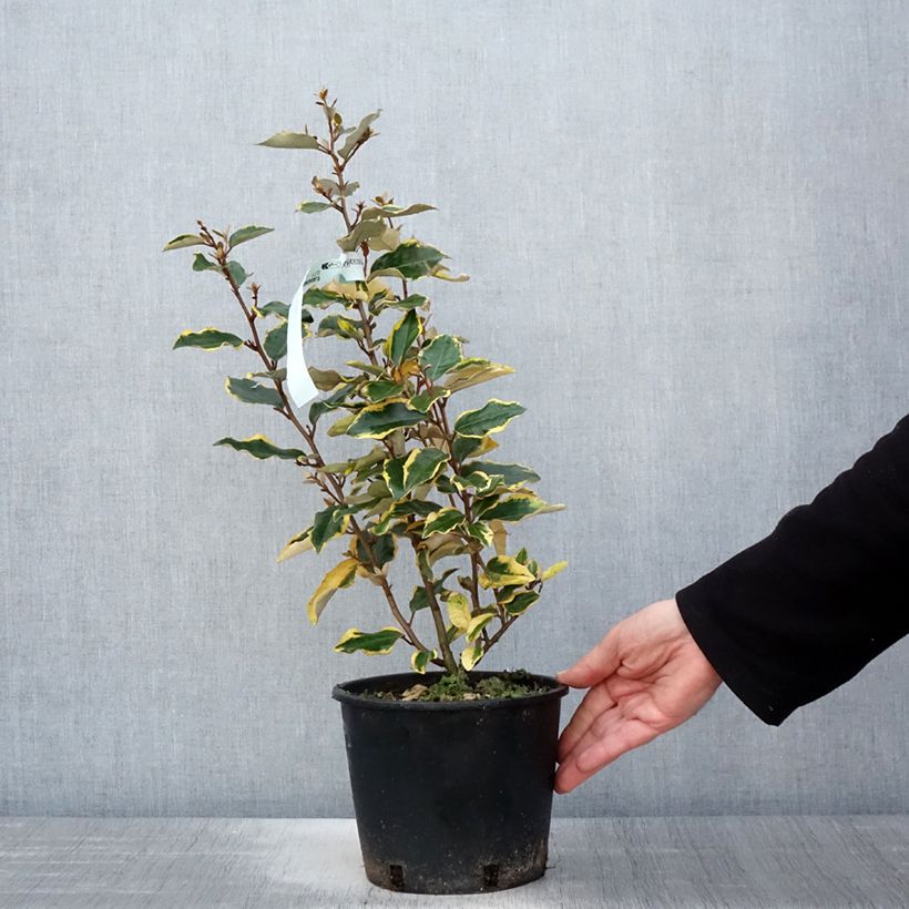 Example of Elaeagnus x ebbingei Viveleg - Chalef Pot de 3L/4L as you get in printemps