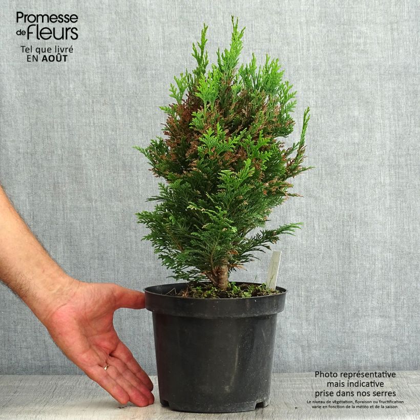 Spécimen de Chamaecyparis law.Minima Glauca - Faux cyprès Pot de 2L/3L tel que livré en été