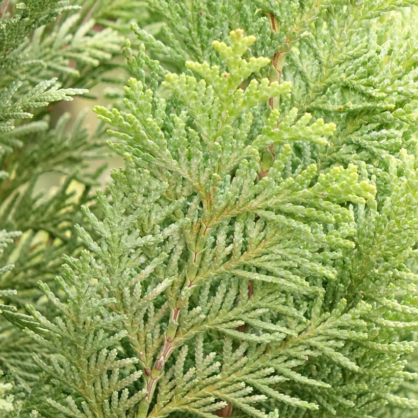 Chamaecyparis lawsoniana Alumigold - Cyprès de Lawson  (Foliage)