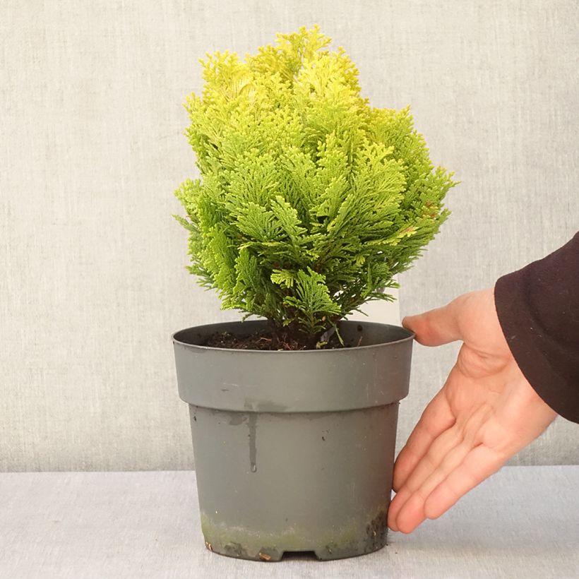 Example of Chamaecyparis lawsoniana Minima Aurea - Cyprès de Lawson nain Pot de 2L/3L as you get in printemps
