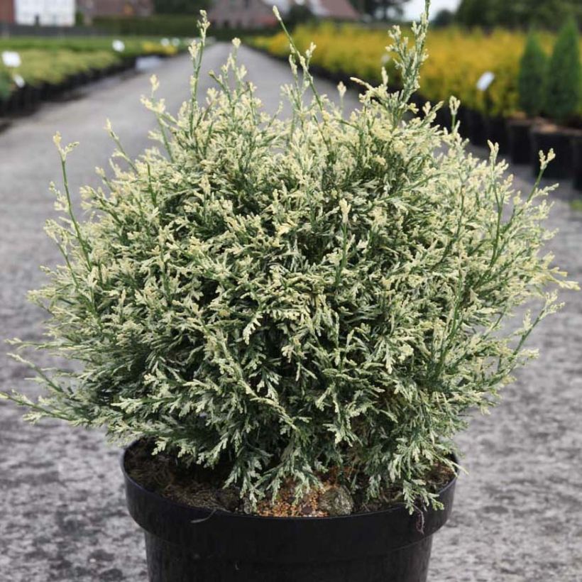 Chamaecyparis lawsoniana Pearly Swirls - Cyprès de Lawson (Plant habit)