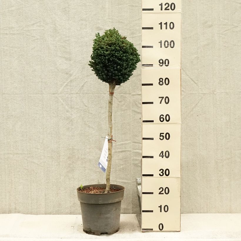 Spécimen de Chamaecyparis lawsoniana Rimpelaar - Cyprès de Lawson nain Pot de 7,5L/10L, Tige, Tige de 60 cm tel que livré en été