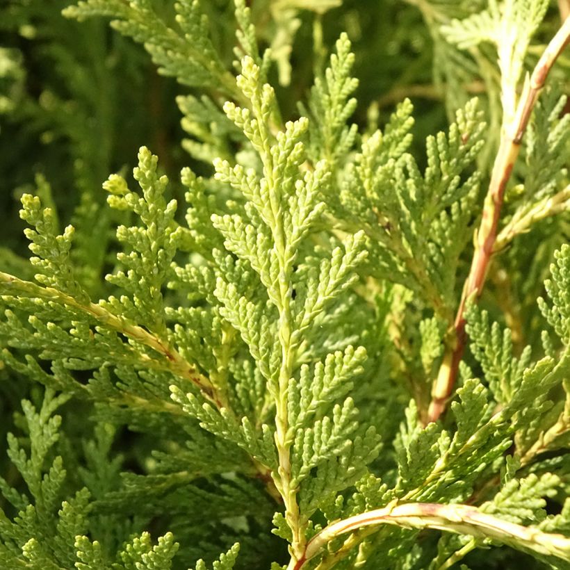 Chamaecyparis lawsoniana Sunkist - Cyprès de Lawson nain (Foliage)