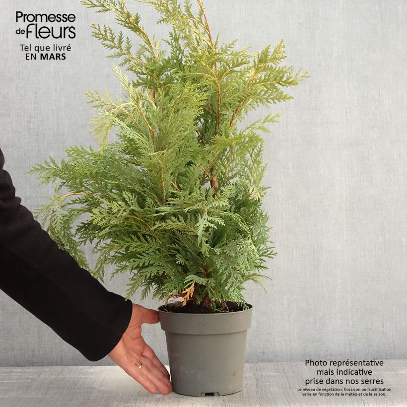Example of Chamaecyparis lawsoniana Sunkist - Cyprès de Lawson nain Pot de 2L/3L as you get in printemps