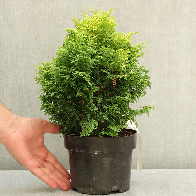 Spécimen de Chamaecyparis obtusa Melody Pot de 2L/3L tel que livré en été