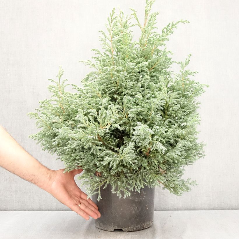 Example of Chamaecyparis pisifera Boulevard - Cyprès Sawara   Pot de 7,5L/10L as you get in ete