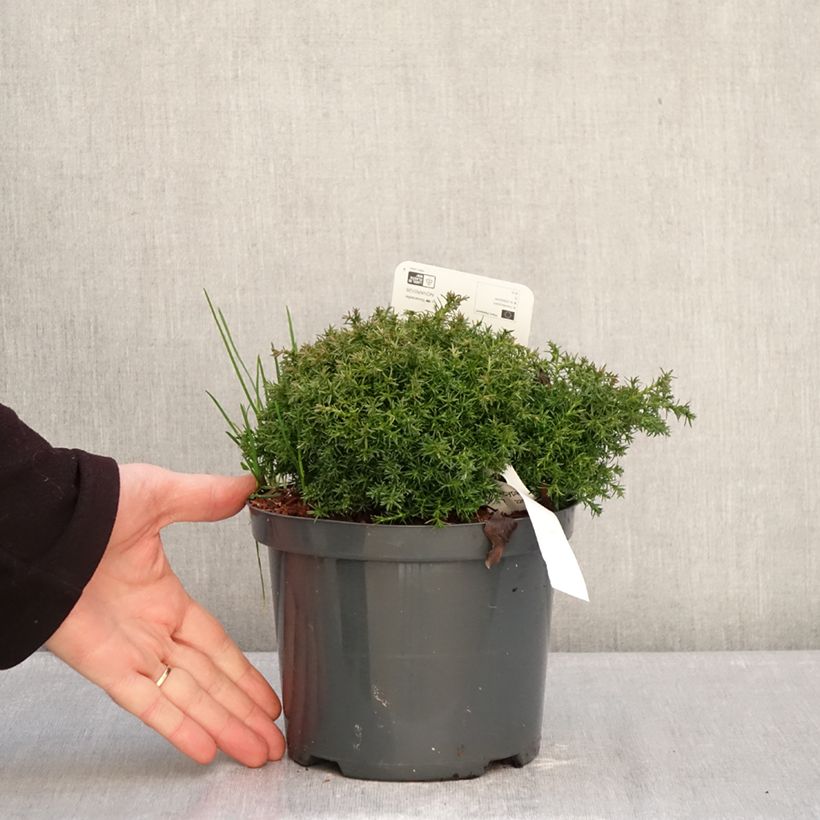 Example of Chamaecyparis pisifera Cumulus - Cyprès Sawara Pot de 2L/3L as you get in hiver