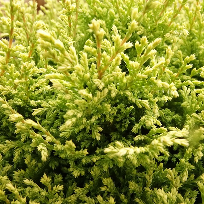 Chamaecyparis pisifera Plumosa Compressa - Cyprès Sawara nain (Foliage)