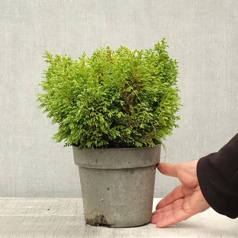 Spécimen de Chamaecyparis pisifera Plumosa Compressa - Cyprès Sawara nain Pot de 2L/3L tel que livré en automne