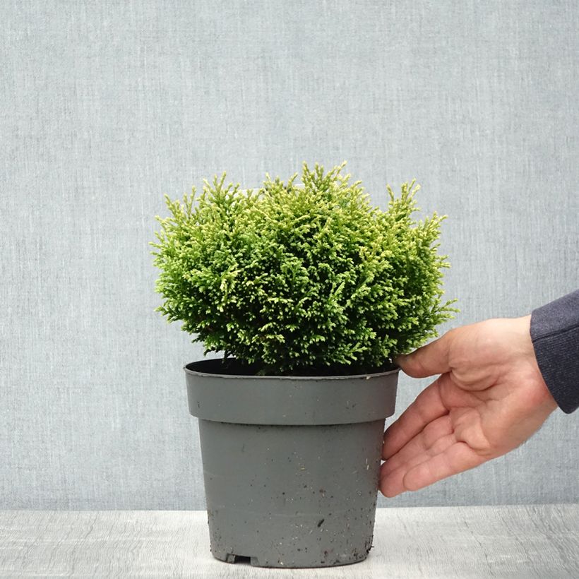 Example of Chamaecyparis pisifera Plumosa Compressa - Cyprès Sawara nain Pot de 2L/3L as you get in printemps