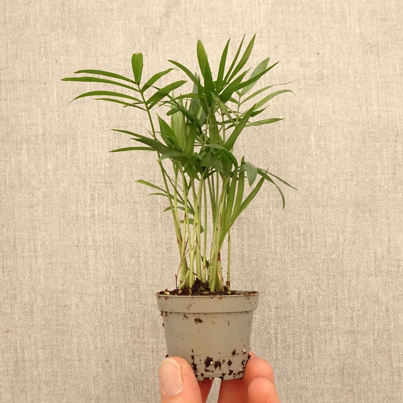 Spécimen de Chamaedorea elegans - Palmier nain d'appartement Mini-plante tel que livré au printemps