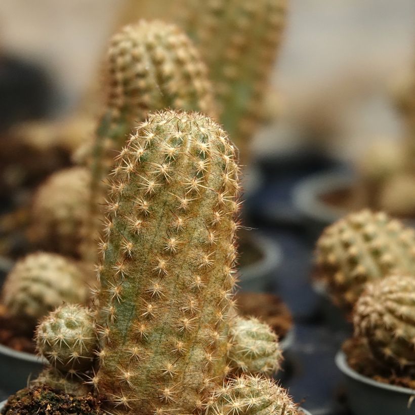 Chamaelobivia Paolinae (Feuillage)