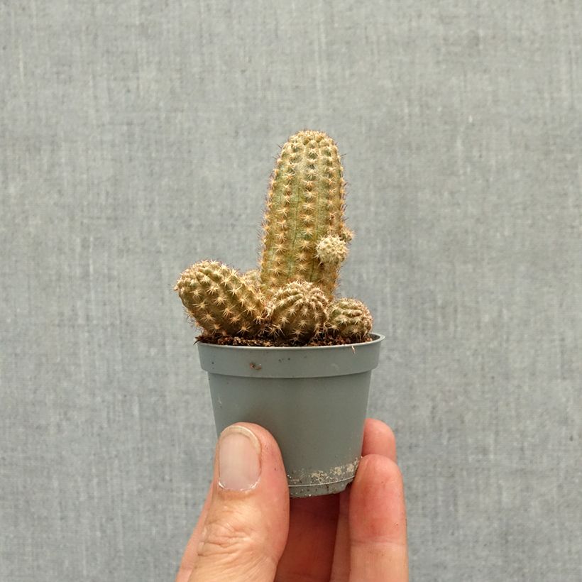 Spécimen de Chamaelobivia Paolinae Mini-plante tel que livré au printemps