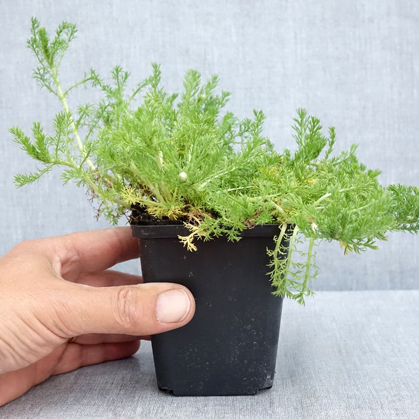 Spécimen de Chamaemelum nobile Flore Pleno Godet de 8/9 cm tel que livré au printemps