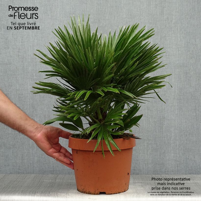 Spécimen de Chamaerops humilis Vulcano - Palmier nain Pot de 6L/7L tel que livré en automne