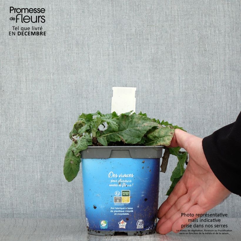 Spécimen de Chardon boule - Echinops ritro Pot de 2L/3L tel que livré en automne