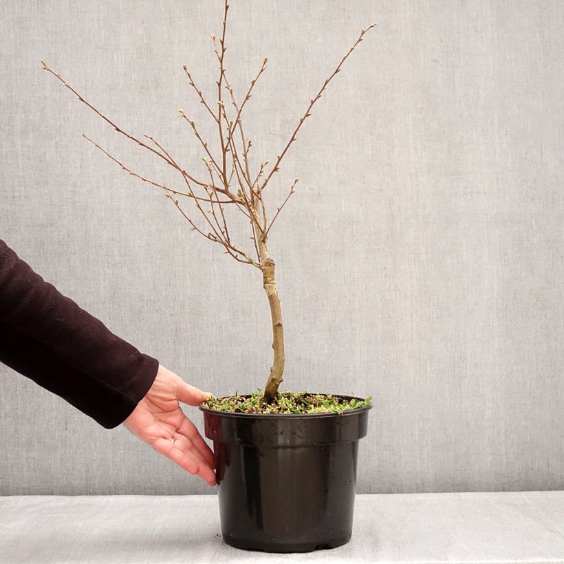 Spécimen de Charme houblon - Ostrya carpinifolia Marja Findling Pot de 4L/5L tel que livré en hiver