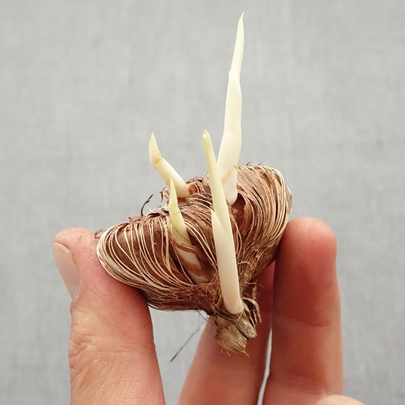 Spécimen de Chasmanthe floribunda Duckittii Bulbe calibre I tel que livré au printemps